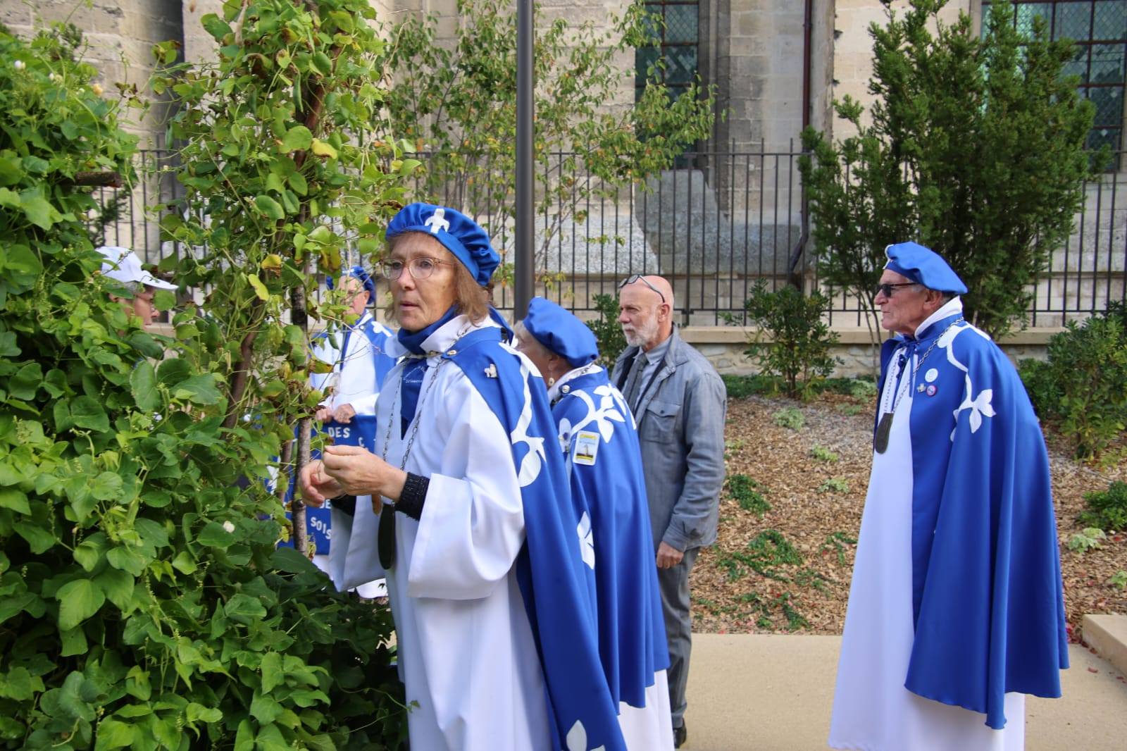 Cueillette traditionnelle du Haricot