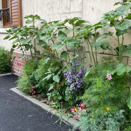Pieds de murs : un petit geste pour une ville plus agréable