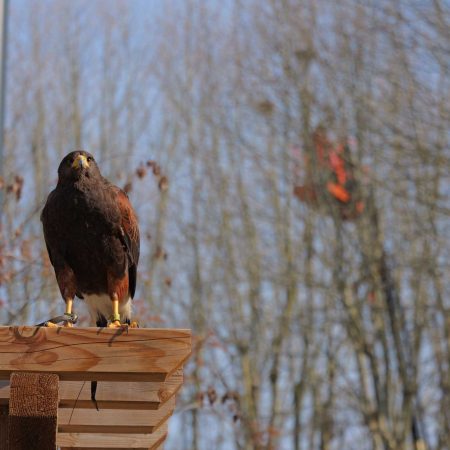 Place Alsace-Lorraine : la Ville agit face aux nuisances tout en préservant le bien-être animal