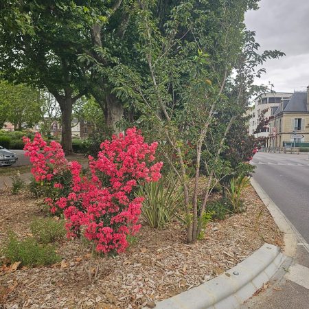 Soissons, cité-jardin : Le Lilas des Indes, la star de l&rsquo;été !